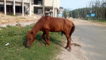 horses-coxs_bazar.jpg
