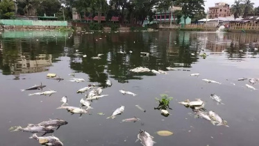 fish_web.jpg