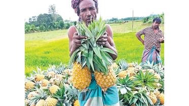 madhupur-upazila.jpg
