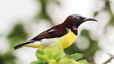 sunbird.jpg