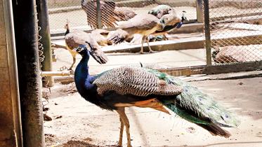 dhaka-zoo-1.jpg