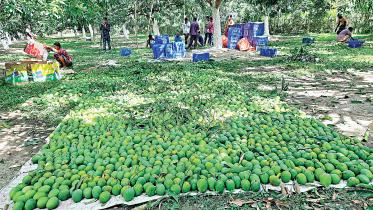 mangoes.jpg