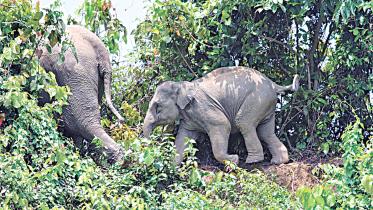 elephant.jpg
