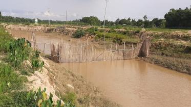 bamboo.jpg