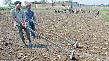 potato-farmers.jpg