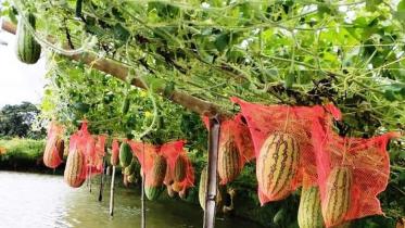 watermelons.jpg