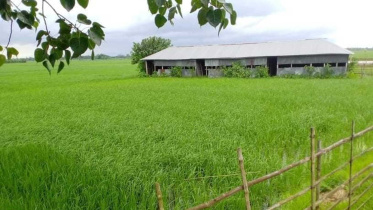 paddy-in-school-field.jpg