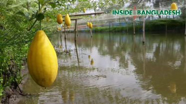 water-melon-nt.jpg