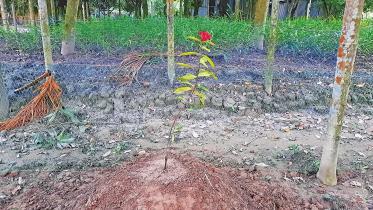 tree.jpg