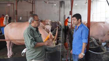 pink-buffalo-farming.jpg