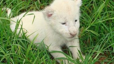 gazipur_lion_kids_file_pic_collected.jpg