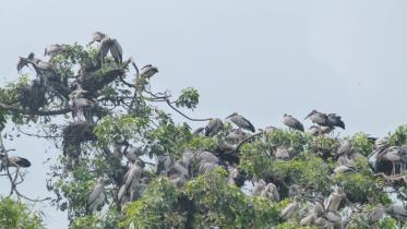 pakhi-gram.jpg