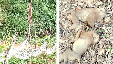 monkeys.jpg