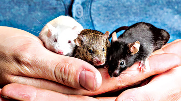 mice.jpg