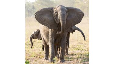 elephant.jpg