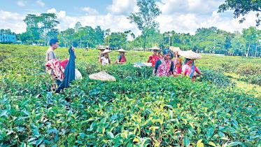 tea-garden.jpg