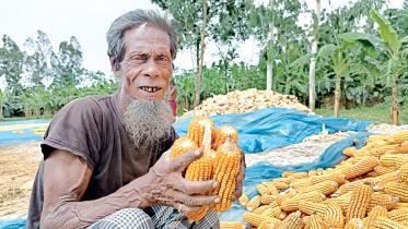 maize.jpg