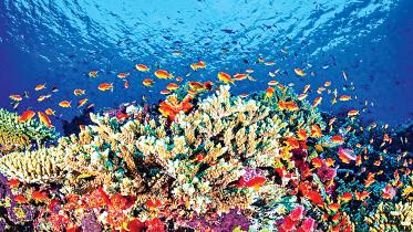 coral-bleaching.jpg