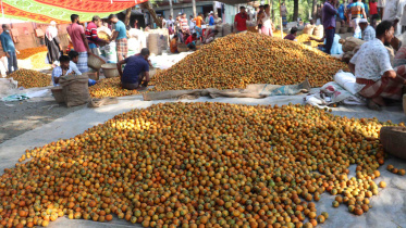 betel-nut-growers.jpg