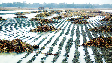 potato-field.jpg