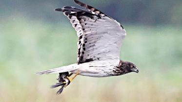 muhuri.jpg