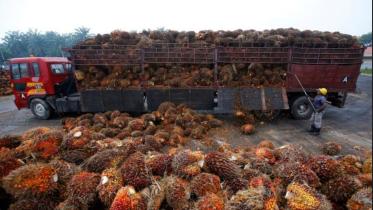salak-tinggi.jpg