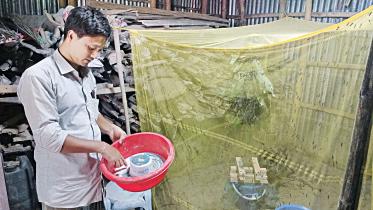 fish-feed-1.jpg