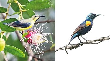good-looking-bird.jpg