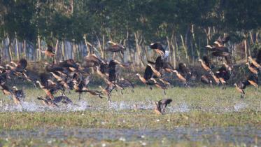 sherpur-bird.jpg