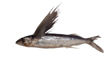 cheilopogon_spilonotopterus.png