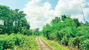 lawachhara-protected-forest-1.jpg