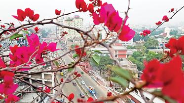 flower.jpg
