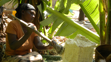 Ethiopia superfood