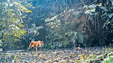 satchhari-national-park.jpg