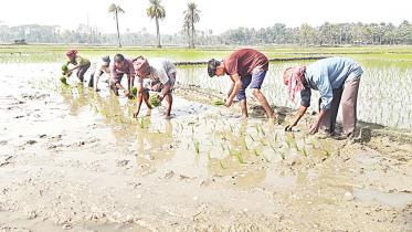 planting-boro.jpg