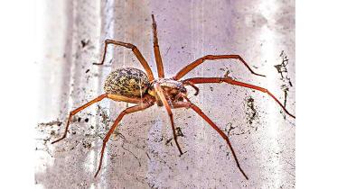 spider.jpg