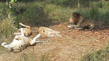 lions.jpg