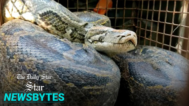 python.jpg