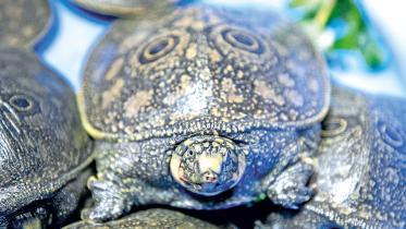 tutle1.jpg