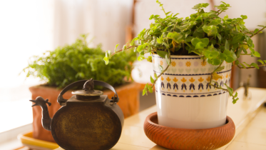 plants.png