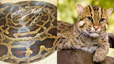 python_and_fishing_cat.jpg