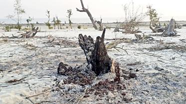 akashmani-trees-1.jpg