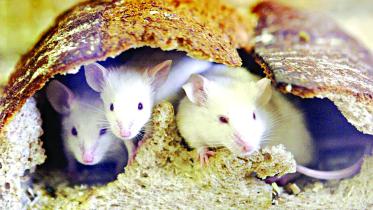 mice2.jpg