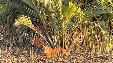 tiger-web-final.jpg