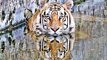 mirpur-zoo.jpg