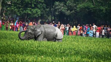 elephant-main-web.jpg