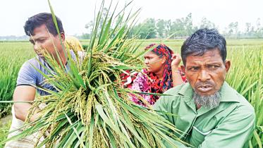 lalmonirhat-sadar-upazila-2.jpg