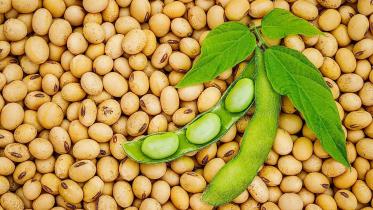 Soybean consumption to rise in Bangladesh: USDA