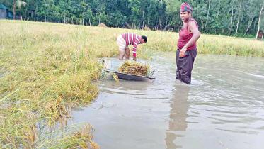 ripe-paddy.jpg