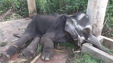elephant.jpg